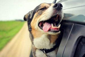 Happy Dogs in Car Windows: Safety & Joy My Caring Dog – Tips, Stories, and Care Guides for Loving Pet Owners Happy Dogs in Car Windows: Safety & Joy | My Caring Dog – Tips, Stories, and Care Guides for Loving Pet Owners
