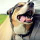 Happy Dogs in Car Windows: Safety & Joy | My Caring Dog – Tips, Stories, and Care Guides for Loving Pet Owners