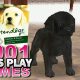 Best DS Dog Care Games: Top Virtual Pets | My Caring Dog – Tips, Stories, and Care Guides for Loving Pet Owners