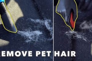 Remove Dog Hair From Car My Caring Dog – Tips, Stories, and Care Guides for Loving Pet Owners Remove Dog Hair From Car | My Caring Dog – Tips, Stories, and Care Guides for Loving Pet Owners