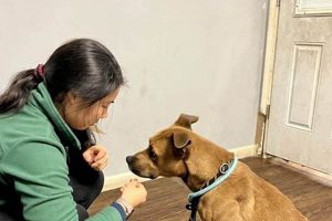 Best Pet Rescue in St. Louis, MO: Adopt Today! My Caring Dog – Tips, Stories, and Care Guides for Loving Pet Owners Best Pet Rescue in St. Louis, MO: Adopt Today! | My Caring Dog – Tips, Stories, and Care Guides for Loving Pet Owners