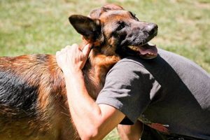 Ultimate German Shepherd Dog Care Guide My Caring Dog – Tips, Stories, and Care Guides for Loving Pet Owners Ultimate German Shepherd Dog Care Guide | My Caring Dog – Tips, Stories, and Care Guides for Loving Pet Owners