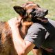 Ultimate German Shepherd Dog Care Guide | My Caring Dog – Tips, Stories, and Care Guides for Loving Pet Owners