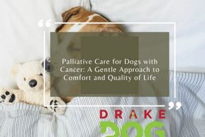 Easing Dog Cancer: Palliative Care Guide My Caring Dog – Tips, Stories, and Care Guides for Loving Pet Owners Easing Dog Cancer: Palliative Care Guide | My Caring Dog – Tips, Stories, and Care Guides for Loving Pet Owners