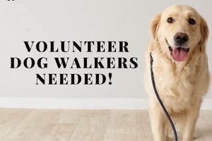 Volunteer For Dogs Near Me My Caring Dog – Tips, Stories, and Care Guides for Loving Pet Owners Volunteer For Dogs Near Me | My Caring Dog – Tips, Stories, and Care Guides for Loving Pet Owners