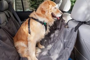 Dog Being Sick In Car My Caring Dog – Tips, Stories, and Care Guides for Loving Pet Owners Dog Being Sick In Car | My Caring Dog – Tips, Stories, and Care Guides for Loving Pet Owners