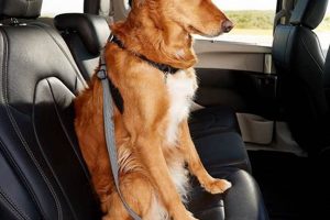 Best Upright Dog Car Harnesses for Safe Travels My Caring Dog – Tips, Stories, and Care Guides for Loving Pet Owners Best Upright Dog Car Harnesses for Safe Travels | My Caring Dog – Tips, Stories, and Care Guides for Loving Pet Owners