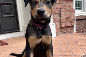Operation Care Carolina Animal Rescue Effort My Caring Dog – Tips, Stories, and Care Guides for Loving Pet Owners Operation Care Carolina Animal Rescue Effort | My Caring Dog – Tips, Stories, and Care Guides for Loving Pet Owners