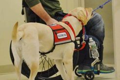 Esa Dog Training Near Me My Caring Dog – Tips, Stories, and Care Guides for Loving Pet Owners Esa Dog Training Near Me | My Caring Dog – Tips, Stories, and Care Guides for Loving Pet Owners