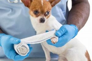 Complete Guide to Dog Wound Care My Caring Dog – Tips, Stories, and Care Guides for Loving Pet Owners Complete Guide to Dog Wound Care | My Caring Dog – Tips, Stories, and Care Guides for Loving Pet Owners