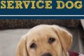 Adopt a Service Dog: Your Complete Guide My Caring Dog – Tips, Stories, and Care Guides for Loving Pet Owners Adopt a Service Dog: Your Complete Guide | My Caring Dog – Tips, Stories, and Care Guides for Loving Pet Owners