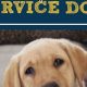 Adopt a Service Dog: Your Complete Guide | My Caring Dog – Tips, Stories, and Care Guides for Loving Pet Owners