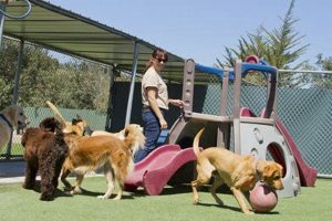Best Dog Day Care: Find Top-Rated Care My Caring Dog – Tips, Stories, and Care Guides for Loving Pet Owners Best Dog Day Care: Find Top-Rated Care | My Caring Dog – Tips, Stories, and Care Guides for Loving Pet Owners