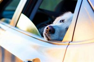 Anxious Dog In Car My Caring Dog – Tips, Stories, and Care Guides for Loving Pet Owners Anxious Dog In Car | My Caring Dog – Tips, Stories, and Care Guides for Loving Pet Owners
