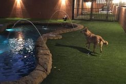 Best Dog Day Care in Doral | Top Facilities My Caring Dog – Tips, Stories, and Care Guides for Loving Pet Owners Best Dog Day Care in Doral | Top Facilities | My Caring Dog – Tips, Stories, and Care Guides for Loving Pet Owners