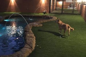Best Dog Day Care in Doral | Top Facilities My Caring Dog – Tips, Stories, and Care Guides for Loving Pet Owners Best Dog Day Care in Doral | Top Facilities | My Caring Dog – Tips, Stories, and Care Guides for Loving Pet Owners