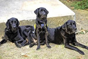 Finding Free Service Dogs: A Complete Guide My Caring Dog – Tips, Stories, and Care Guides for Loving Pet Owners Finding Free Service Dogs: A Complete Guide | My Caring Dog – Tips, Stories, and Care Guides for Loving Pet Owners