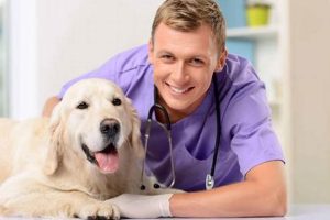 My Dog's Vet Visit: A Car Trip Guide | My Caring Dog – Tips, Stories, and Care Guides for Loving Pet Owners