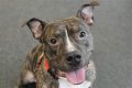 Find Adoptable Dogs Near You Today! My Caring Dog – Tips, Stories, and Care Guides for Loving Pet Owners Find Adoptable Dogs Near You Today! | My Caring Dog – Tips, Stories, and Care Guides for Loving Pet Owners