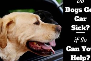 Dog Car Sickness: Causes & Cures My Caring Dog – Tips, Stories, and Care Guides for Loving Pet Owners Dog Car Sickness: Causes & Cures | My Caring Dog – Tips, Stories, and Care Guides for Loving Pet Owners
