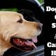 Dog Car Sickness: Causes &amp; Cures | My Caring Dog – Tips, Stories, and Care Guides for Loving Pet Owners