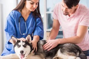 Veterinary Care For Dogs | Safem Fabrication - Precision Engineering & Custom Manufacturing Solutions