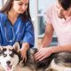 Veterinary Care For Dogs | Safem Fabrication - Precision Engineering & Custom Manufacturing Solutions