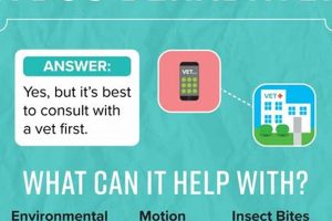 Best Gifts & Essentials for Car Dogs | My Caring Dog – Tips, Stories, and Care Guides for Loving Pet Owners