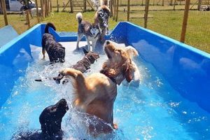 Top Dog Day Care in South West London & More My Caring Dog – Tips, Stories, and Care Guides for Loving Pet Owners Top Dog Day Care in South West London & More | My Caring Dog – Tips, Stories, and Care Guides for Loving Pet Owners
