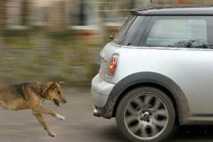 Do Dogs Chase RC Cars? Instinct & Fun My Caring Dog – Tips, Stories, and Care Guides for Loving Pet Owners Do Dogs Chase RC Cars? Instinct & Fun | My Caring Dog – Tips, Stories, and Care Guides for Loving Pet Owners