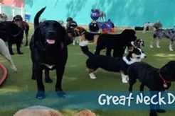 Top Virginia Bch Dog Day Care Centers My Caring Dog – Tips, Stories, and Care Guides for Loving Pet Owners Top Virginia Bch Dog Day Care Centers | My Caring Dog – Tips, Stories, and Care Guides for Loving Pet Owners