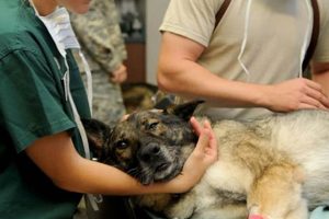 Essential Veterinary Care for Your Service Dog My Caring Dog – Tips, Stories, and Care Guides for Loving Pet Owners Essential Veterinary Care for Your Service Dog | My Caring Dog – Tips, Stories, and Care Guides for Loving Pet Owners