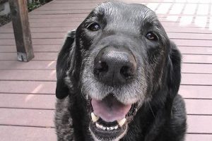 Senior Dog Care Guide: Tips & Advice My Caring Dog – Tips, Stories, and Care Guides for Loving Pet Owners Senior Dog Care Guide: Tips & Advice | My Caring Dog – Tips, Stories, and Care Guides for Loving Pet Owners