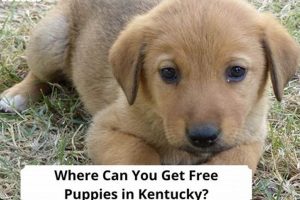 Find Free Dogs: Best Places To Adopt My Caring Dog – Tips, Stories, and Care Guides for Loving Pet Owners Find Free Dogs: Best Places To Adopt | My Caring Dog – Tips, Stories, and Care Guides for Loving Pet Owners