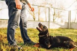 Service Dog Training Cost: Your Guide My Caring Dog – Tips, Stories, and Care Guides for Loving Pet Owners Service Dog Training Cost: Your Guide | My Caring Dog – Tips, Stories, and Care Guides for Loving Pet Owners