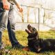 Service Dog Training Cost: Your Guide | My Caring Dog – Tips, Stories, and Care Guides for Loving Pet Owners