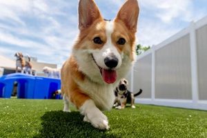 Best Dog Day Care in Ballantyne NC: Top Picks My Caring Dog – Tips, Stories, and Care Guides for Loving Pet Owners Best Dog Day Care in Ballantyne NC: Top Picks | My Caring Dog – Tips, Stories, and Care Guides for Loving Pet Owners