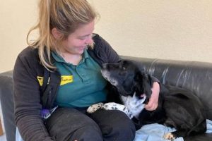 Pro Canine Carer Tips & Tricks My Caring Dog – Tips, Stories, and Care Guides for Loving Pet Owners Pro Canine Carer Tips & Tricks | My Caring Dog – Tips, Stories, and Care Guides for Loving Pet Owners