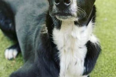 Finding Fido: Career Change Dog Adoption in CA My Caring Dog – Tips, Stories, and Care Guides for Loving Pet Owners Finding Fido: Career Change Dog Adoption in CA | My Caring Dog – Tips, Stories, and Care Guides for Loving Pet Owners