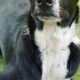 Finding Fido: Career Change Dog Adoption in CA | My Caring Dog – Tips, Stories, and Care Guides for Loving Pet Owners