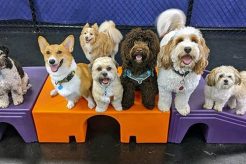 Top-Rated Dog Day Care in Yonkers, NY My Caring Dog – Tips, Stories, and Care Guides for Loving Pet Owners Top-Rated Dog Day Care in Yonkers, NY | My Caring Dog – Tips, Stories, and Care Guides for Loving Pet Owners