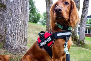 Best Service Dog Gear for Car Travel My Caring Dog – Tips, Stories, and Care Guides for Loving Pet Owners Best Service Dog Gear for Car Travel | My Caring Dog – Tips, Stories, and Care Guides for Loving Pet Owners