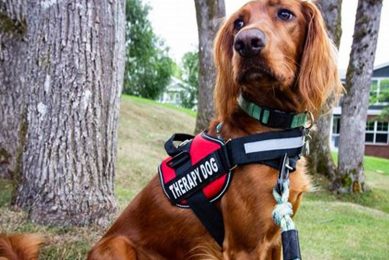 Best Service Dog Gear for Car Travel My Caring Dog – Tips, Stories, and Care Guides for Loving Pet Owners Best Service Dog Gear for Car Travel | My Caring Dog – Tips, Stories, and Care Guides for Loving Pet Owners