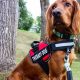 Best Service Dog Gear for Car Travel | My Caring Dog – Tips, Stories, and Care Guides for Loving Pet Owners
