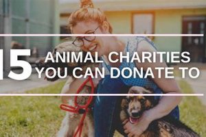 Best Animal Charities Near Me: Adopt & Donate My Caring Dog – Tips, Stories, and Care Guides for Loving Pet Owners Best Animal Charities Near Me: Adopt & Donate | My Caring Dog – Tips, Stories, and Care Guides for Loving Pet Owners