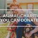 Best Animal Charities Near Me: Adopt & Donate | My Caring Dog – Tips, Stories, and Care Guides for Loving Pet Owners