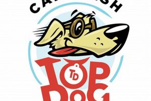 Best Dog Express Car Wash: Quick & Clean | My Caring Dog – Tips, Stories, and Care Guides for Loving Pet Owners
