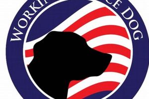 Best Service Dog Logo Design Ideas & Inspiration My Caring Dog – Tips, Stories, and Care Guides for Loving Pet Owners Best Service Dog Logo Design Ideas & Inspiration | My Caring Dog – Tips, Stories, and Care Guides for Loving Pet Owners