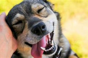 Top Dog Day Care in Ventura County, CA | My Caring Dog – Tips, Stories, and Care Guides for Loving Pet Owners