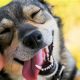 Top Dog Day Care in Ventura County, CA | My Caring Dog – Tips, Stories, and Care Guides for Loving Pet Owners